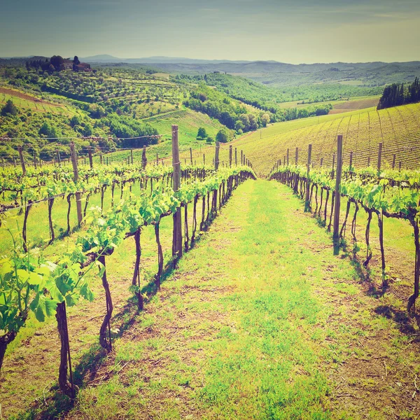 Weinberg in Italien — Stockfoto