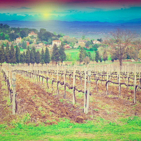 Vineyard at Sunset — Stock Photo, Image