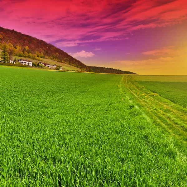 Grass in Zwitserse Alpen — Stockfoto