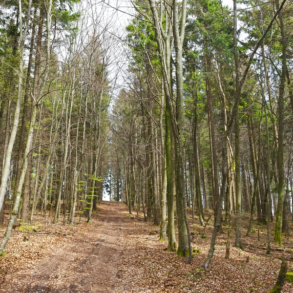 Floresta nos Alpes Suíços — Fotografia de Stock