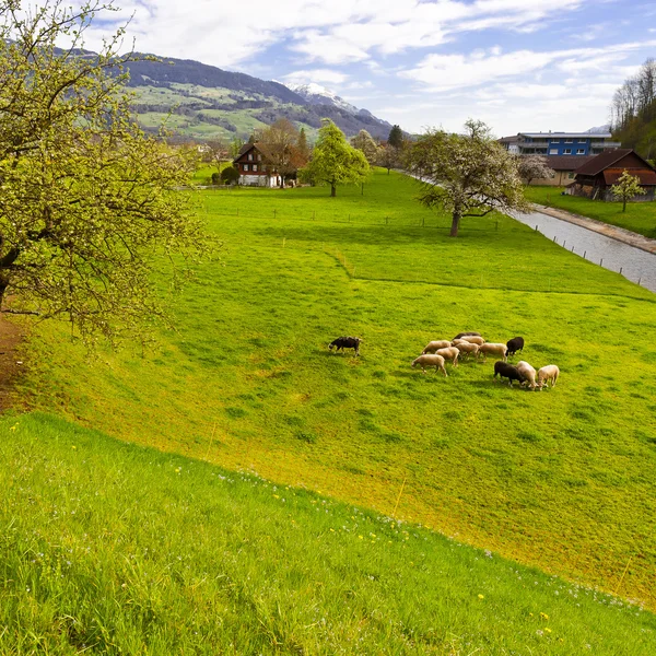 Grazing Sheep on the Sloping Meadows en Suiza — Foto de Stock
