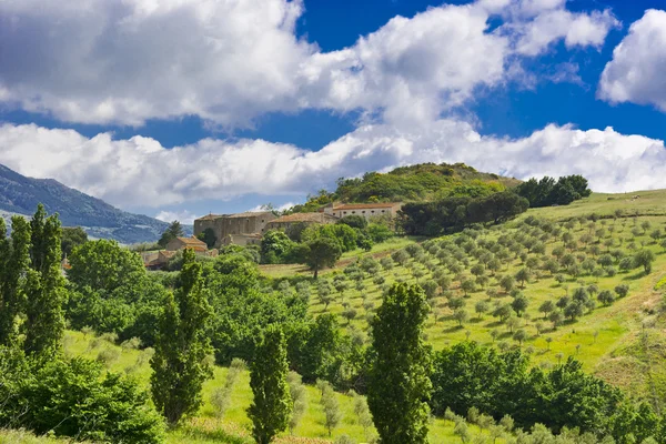 Olivos en Sicilia — Foto de Stock