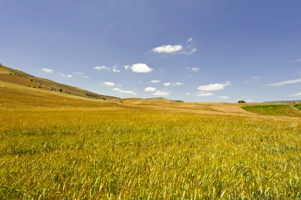 Campos de trigo de Sicilia — Foto de Stock