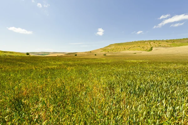 Tarwevelden van Sicilië — Stockfoto