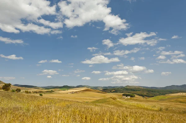 Champs de blé sur les collines de Sicile — Photo