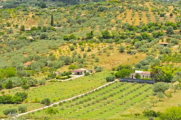 Landschaft Siziliens mit Olivenhain — Stockfoto