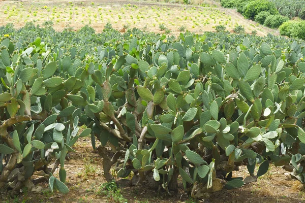 Plantage van Prickly Pear — Stockfoto