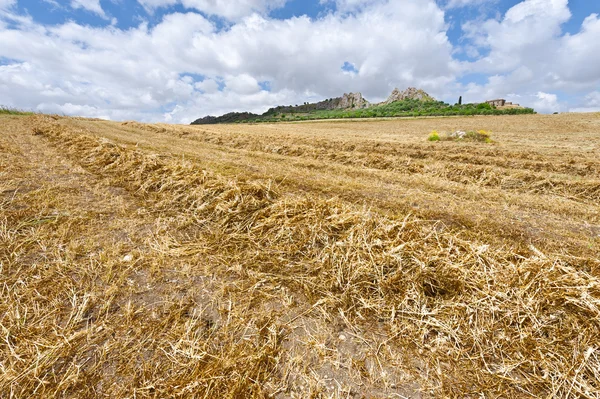 Weizenfelder auf den Hügeln Siziliens — Stockfoto