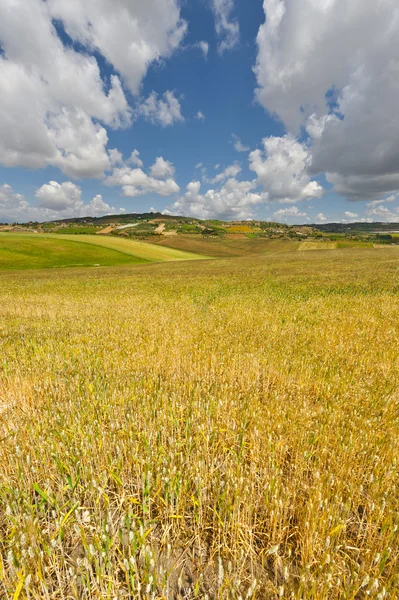 Champs de blé sur les collines de Sicile — Photo