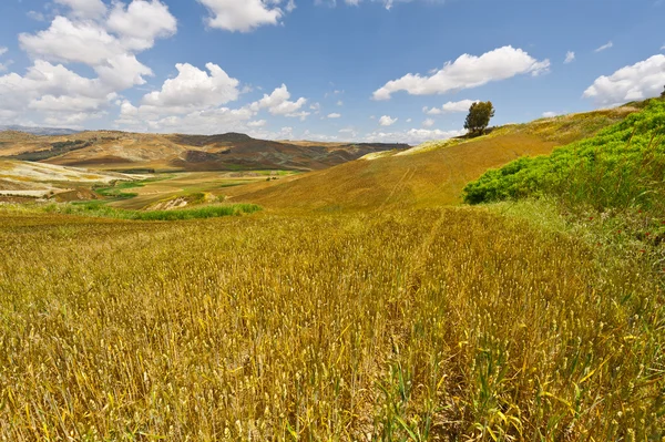 Champs de blé sur les collines de Sicile — Photo