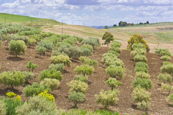 Krajobraz Sycylii z drzewa oliwne — Zdjęcie stockowe