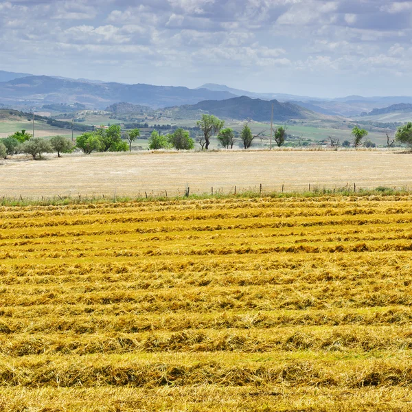 Campo de trigo cortado — Foto de Stock