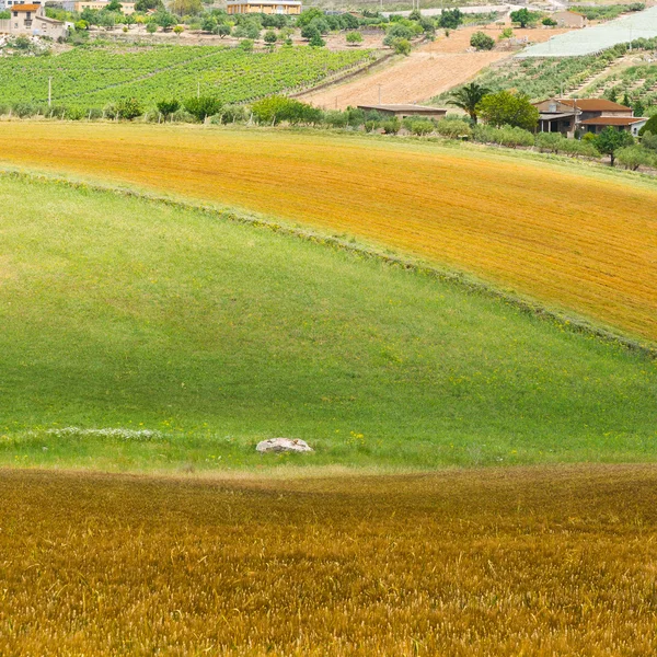 畑とぶどう畑 — ストック写真