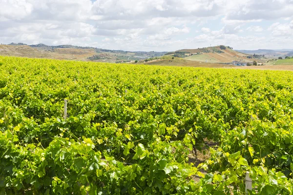 Wijngaard van Sicilië — Stockfoto