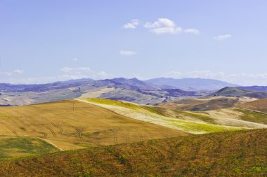 hasat buğday alanları 