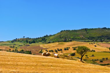 Hasat edilen buğday tarlası