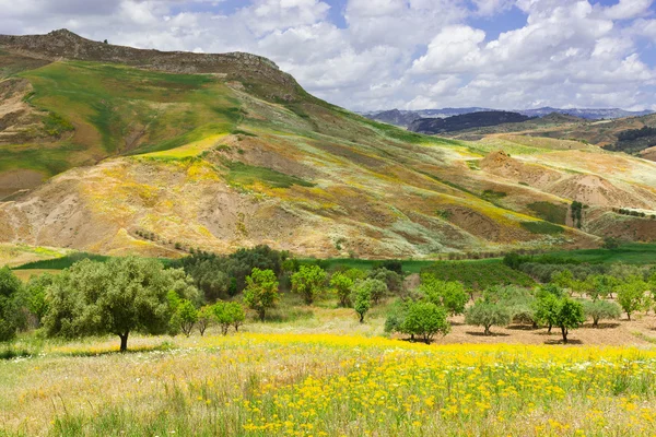 Zeytin ağaçları ve kır çiçekleri — Stok fotoğraf