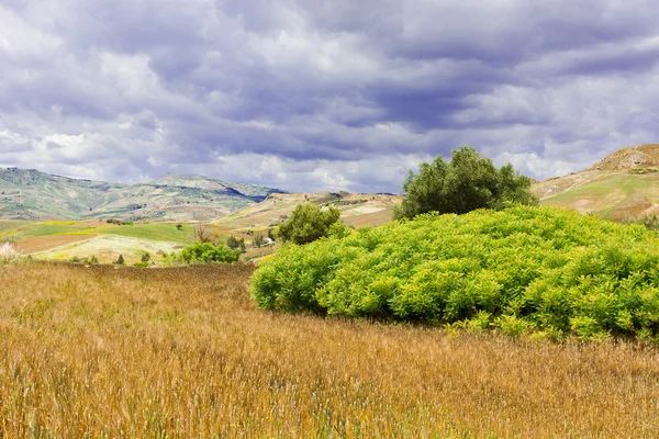 Sicilya 'daki tepelerde buğday tarlası — Stok fotoğraf