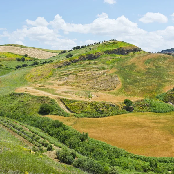 Harvested Wheat Field — Stock Photo, Image