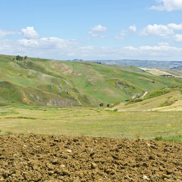 Pola zbiorów pszenicy — Zdjęcie stockowe