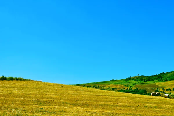 Campo de trigo colhido — Fotografia de Stock