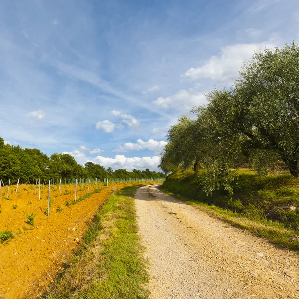 Dirt Road in Italy — Stock Photo, Image