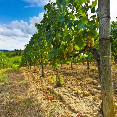 Sonbaharda üzüm bağları