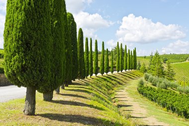Toskana 'daki Cypress sokağı.