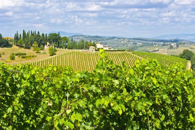 Sonbaharda üzüm bağları 