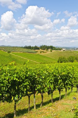 Sonbaharda üzüm bağları