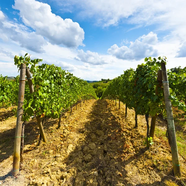 Vignoble à l'automne — Photo