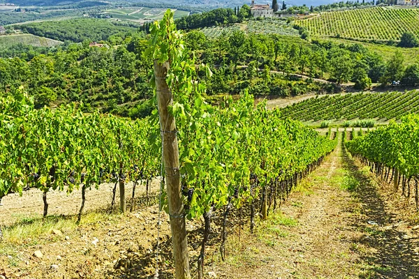 Vineyard in the Autumn — Stock Photo, Image