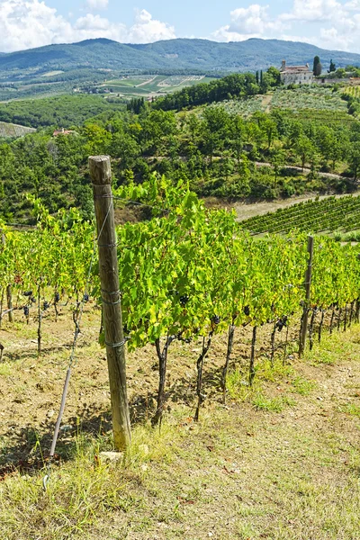 Wijngaarden in het najaar — Stockfoto