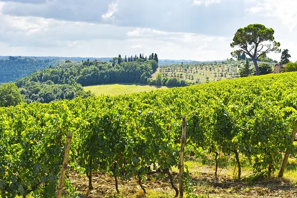 Vineyards in the Autumn — Stock Photo, Image