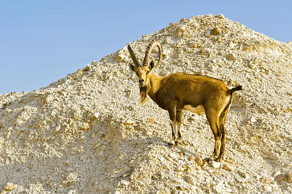 Ibexe en Israel — Foto de Stock