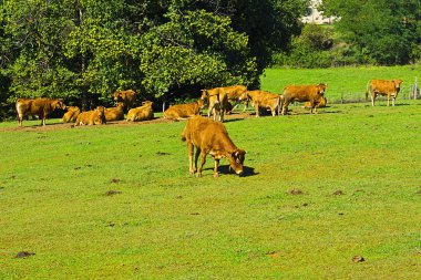 Fransa Alpin çayırlar üzerinde otlayan inekler