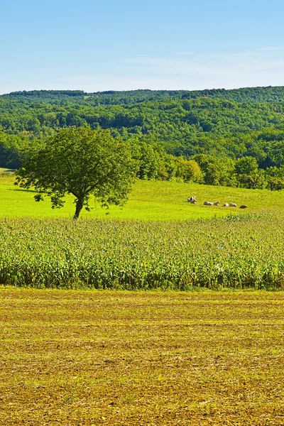 Plantation of Corn — Stock Photo, Image