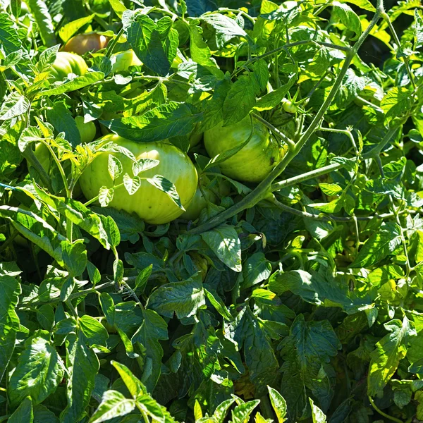 Tomates en el huerto — Foto de Stock