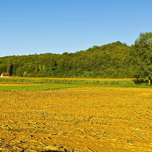 Plantación de maíz después de la cosecha — Foto de Stock