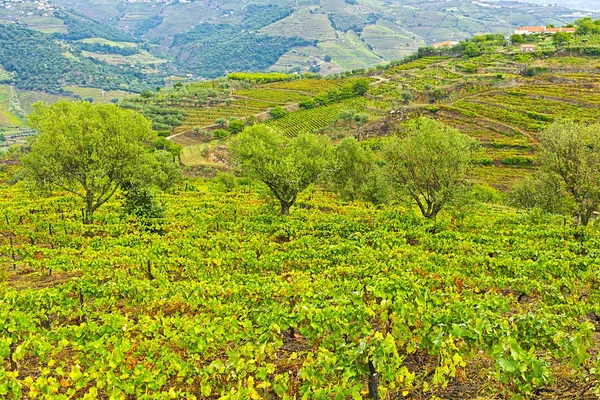 Wijngaarden en Olive Groves — Stockfoto