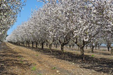 Badem çiçekli Bahçe