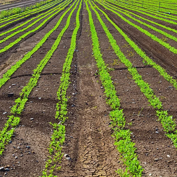 Carrots in Israel — Stock Photo, Image