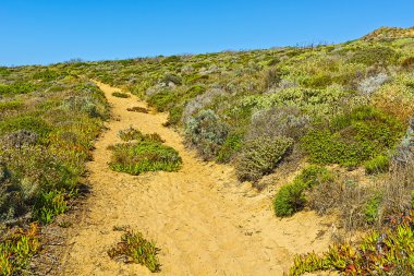 Dunes arasındaki yol