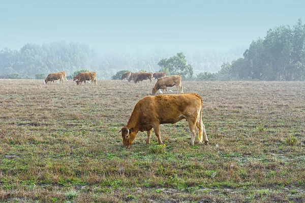 Vacas no Misty Morning — Fotografia de Stock