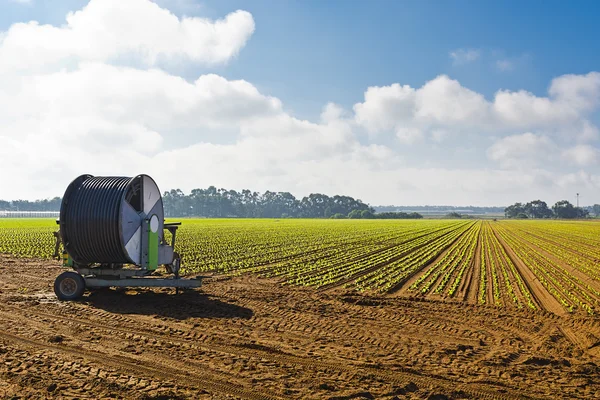 Sprinkler irrigatie op een veld — Stockfoto