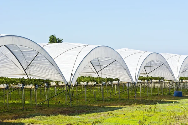 Strawberry inside Greenhouse — Stock Photo, Image