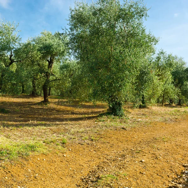 Olivový Háj Svazích Apeninských Hor Itálie — Stock fotografie
