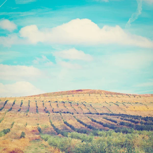 Olive Grove Montanha Cantábrica Espanha Efeito Instagram — Fotografia de Stock