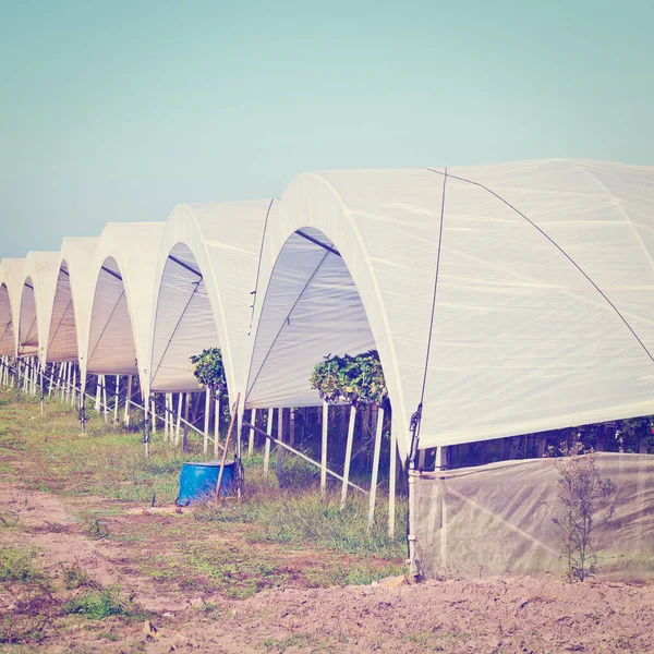 Strawberry Beds Greenhouse Portugal Instagram Effect — Stock Photo, Image