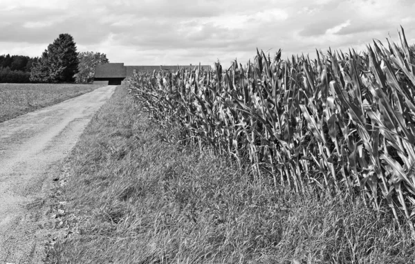 Elhagyott Búza Kukorica Mezők Bajorországban Fekete Fehérben — Stock Fotó